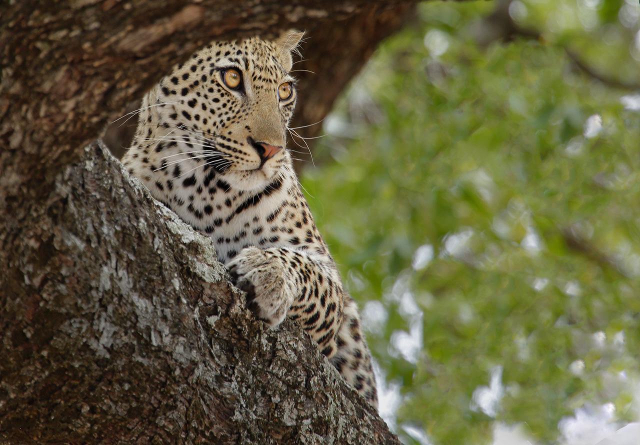 Tusk Bush Lodge Marloth Park Exteriér fotografie