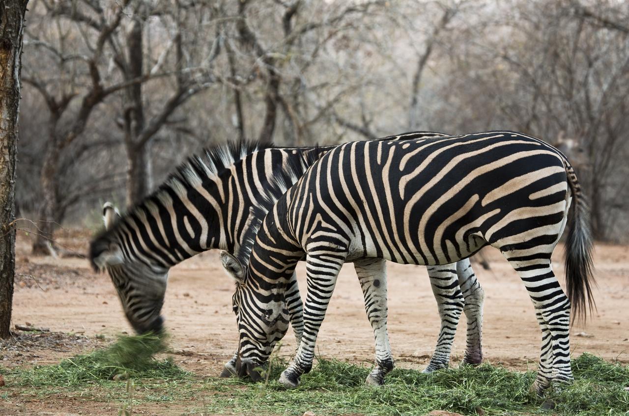 Tusk Bush Lodge Marloth Park Exteriér fotografie