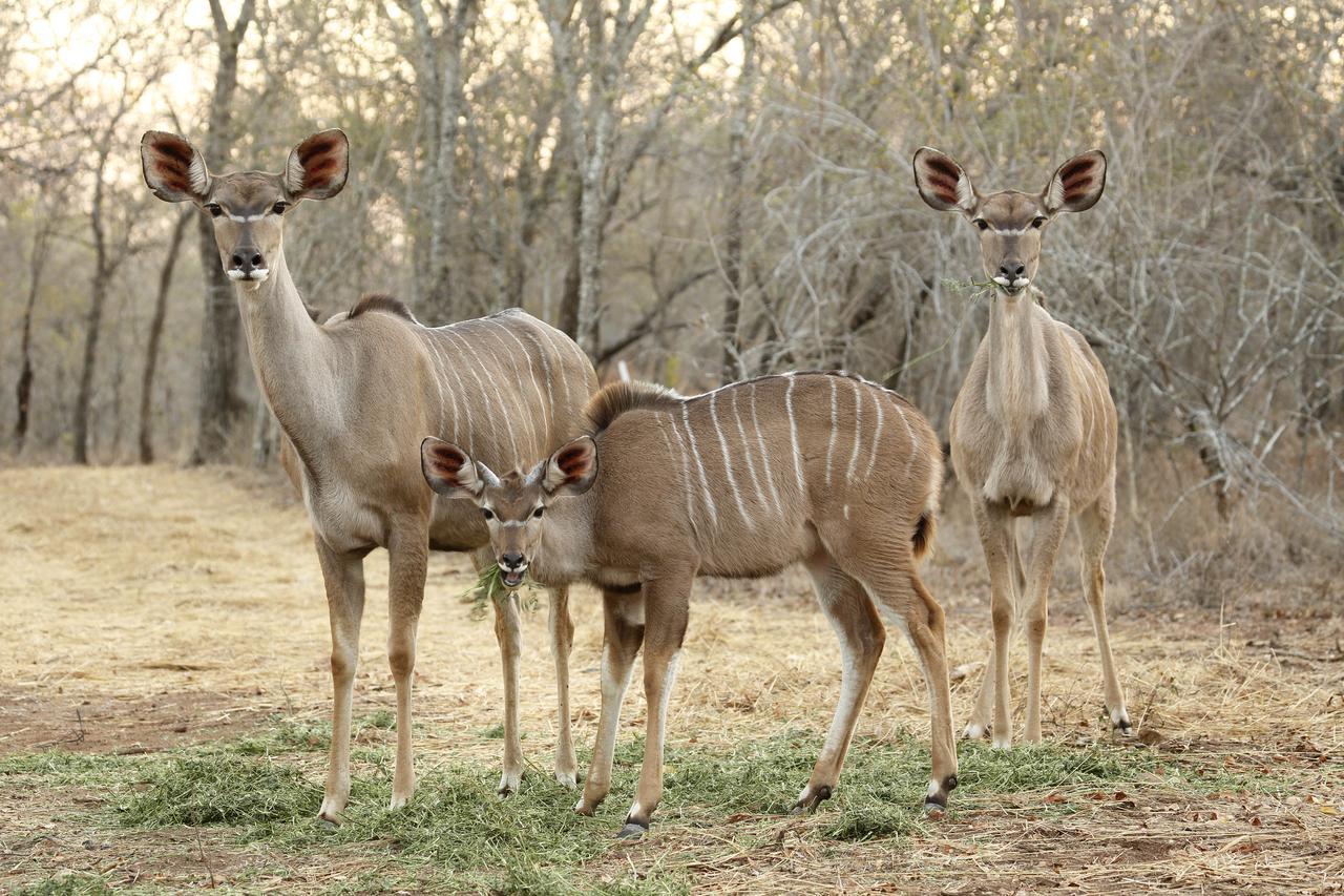 Tusk Bush Lodge Marloth Park Exteriér fotografie