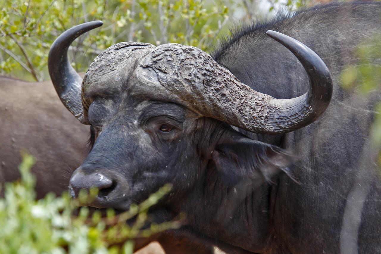 Tusk Bush Lodge Marloth Park Exteriér fotografie
