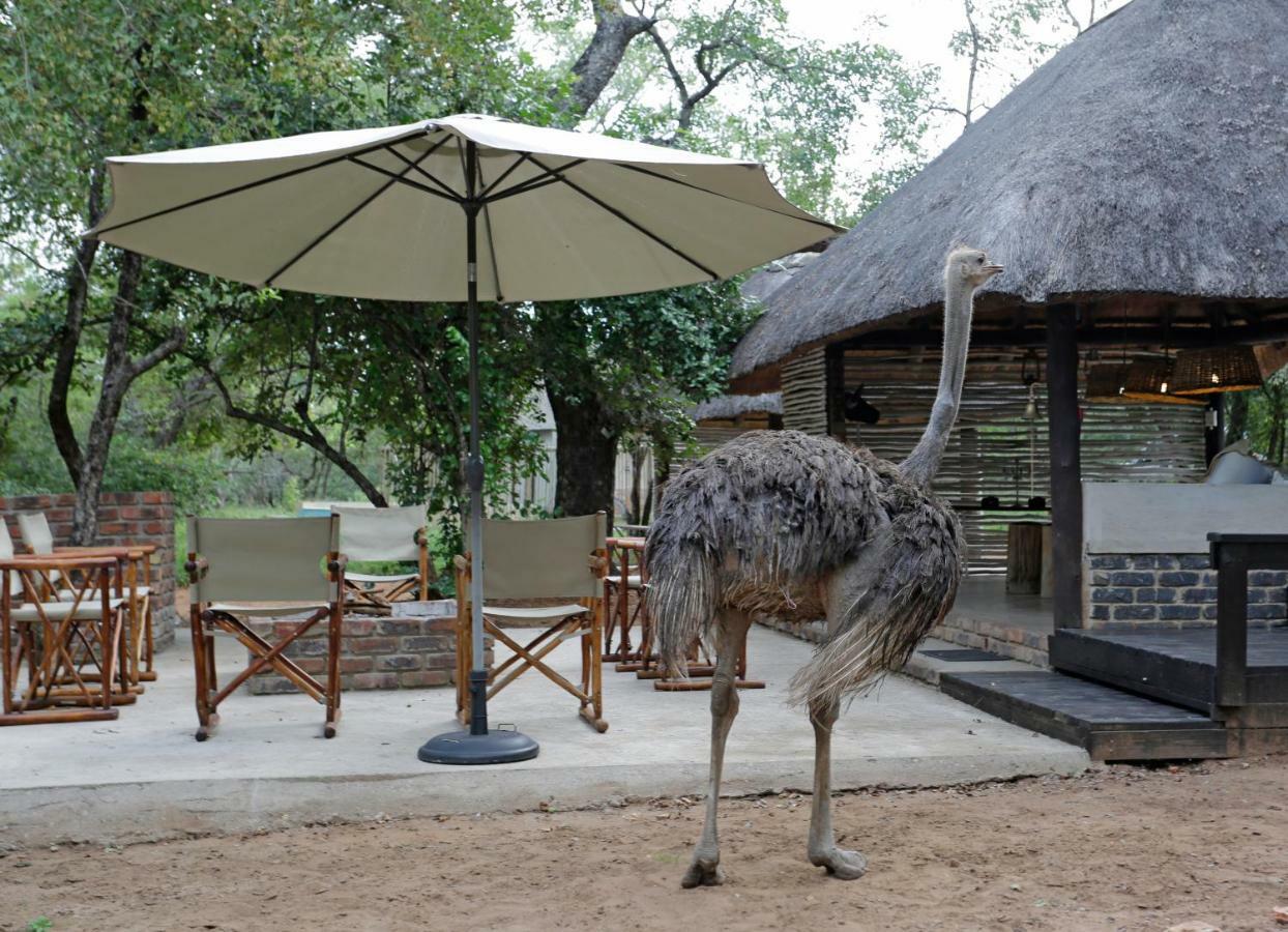Tusk Bush Lodge Marloth Park Exteriér fotografie
