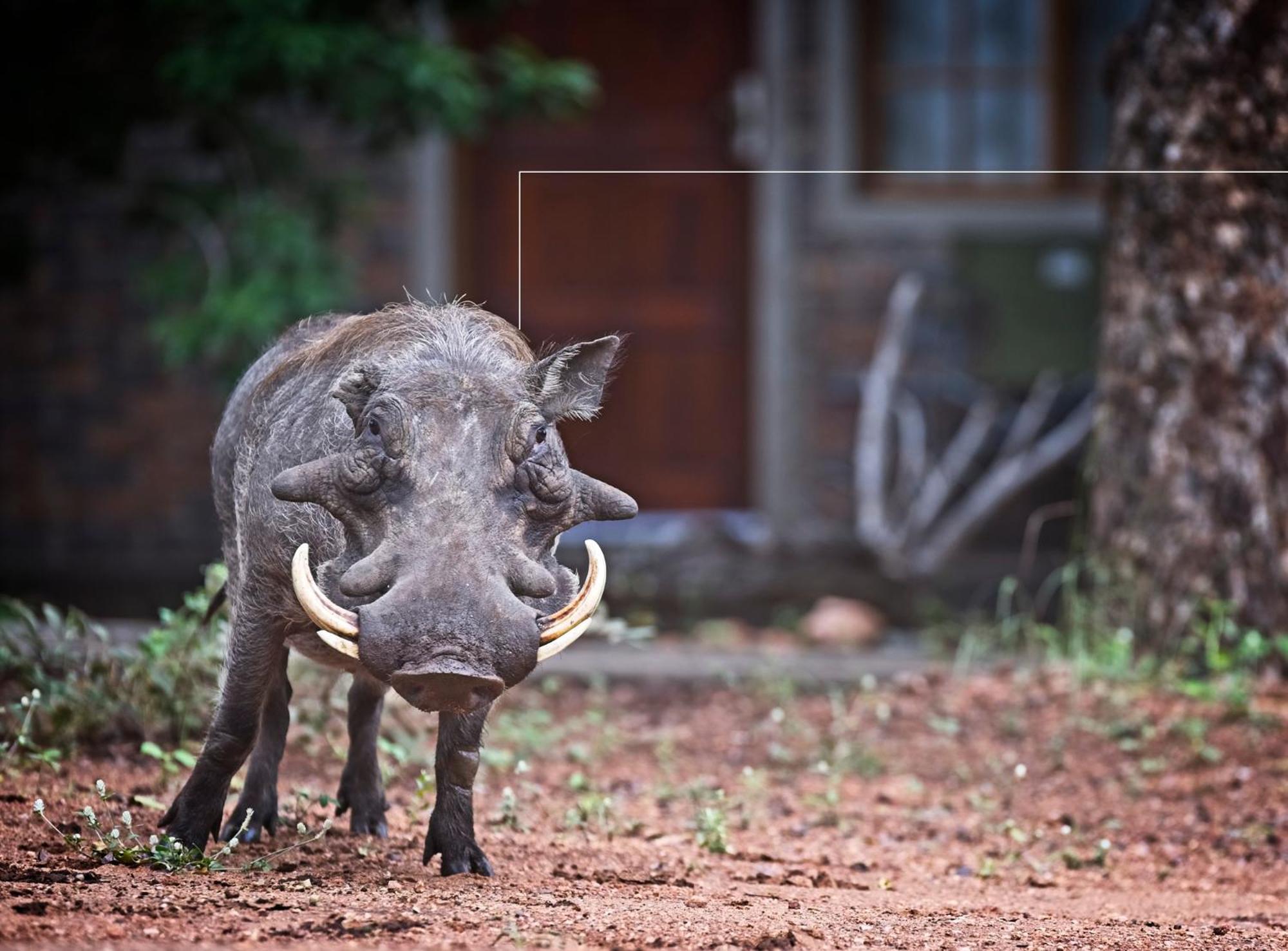 Tusk Bush Lodge Marloth Park Exteriér fotografie