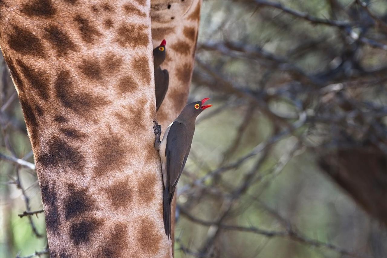 Tusk Bush Lodge Marloth Park Exteriér fotografie