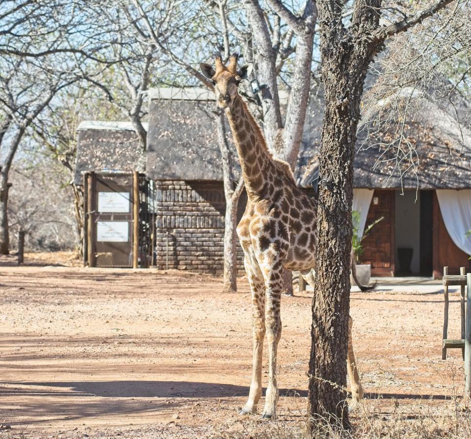 Tusk Bush Lodge Marloth Park Exteriér fotografie